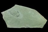 Lower Cambrian Trilobite (Longianda) With Antennae - Issafen #131286-1
